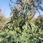 Eucalyptus parvula Hoja