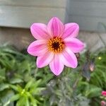 Dahlia tenuicaulis Blomst