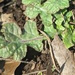 Salvia lyrata Leaf