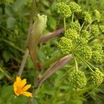 Angelica triquinata 葉