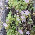 Wahlenbergia hederacea Flor