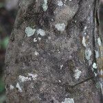 Combretum adenogonium Bark