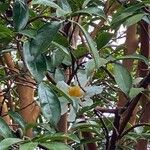 Camellia crapnelliana Flower