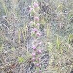 Liatris aspera Flower