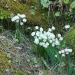 Narcissus cantabricus Habit