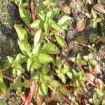 Ludwigia palustris برگ