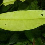 Marcgravia nepenthoides Leaf