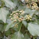 Hedera colchica果實