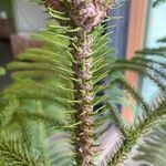 Araucaria columnaris Žievė