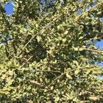 Boscia albitrunca Yeri