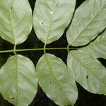 Lonchocarpus oliganthus Leaf