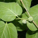 Morus celtidifolia Blatt