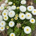 Bellis perennisKvet