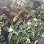 Sarcococca orientalis List