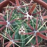 Ferocactus latispinus Лист