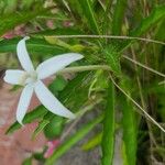 Hippobroma longiflora Цветок