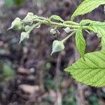 Rubus idaeus Kvet