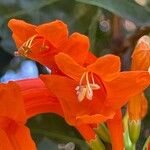 Tecomaria capensis Blüte