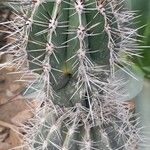 Pachycereus pringlei кора