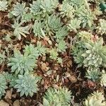 Graptopetalum macdougallii Habit