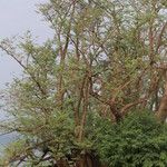 Aeschynomene elaphroxylon आदत