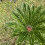 Cycas revolutaFuelha