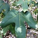 Acropogon paagoumenensis Leaf