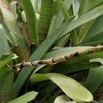 Vriesea platynema 树皮