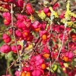 Euonymus europaeusFlower