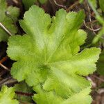 Heuchera maxima Feuille