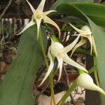 Cyrtorchis chailluana Flower