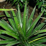 Agave victoriae-reginae Leaf