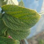 Lantana trifolia Leaf