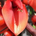 Erythrina crista-galli Blomma