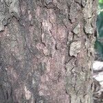 Chrysophyllum gonocarpum Bark