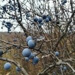 Prunus spinosa Gyümölcs