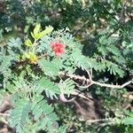 Calliandra eriophylla List