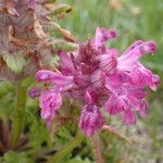 Pedicularis verticillata 花