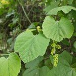 Vitis girdiana 葉