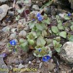 Veronica acinifolia Pokrój