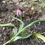 Tulipa humilis Flor