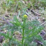 Matricaria discoideaFlower