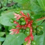 Rauvolfia serpentina Fruit