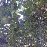 Quercus gilva Leaf