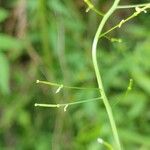 Rorippa sylvestris Fruit