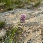 Allium lineareFlower