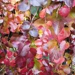 Parthenocissus tricuspidata Folla