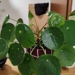 Pilea peperomioidesList