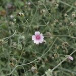 Althaea cannabina Hábito