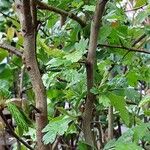 Crataegus monogyna Bark